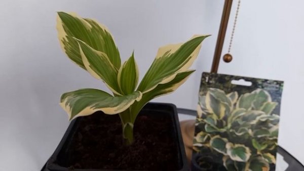 #hosta #SoSweet #хоста #СоСвит / Додерживаем хосту из пакета Со Свит(лат. hosta So Sweet ) до весны