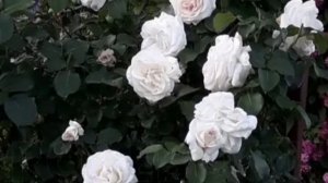 Роза Шнеевальцер.