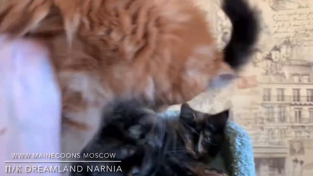 Голубо-кремовая девочка (g), котенок Мейн-кун 3 месяца, питомник Dreamland Narnia смотреть онлайн
