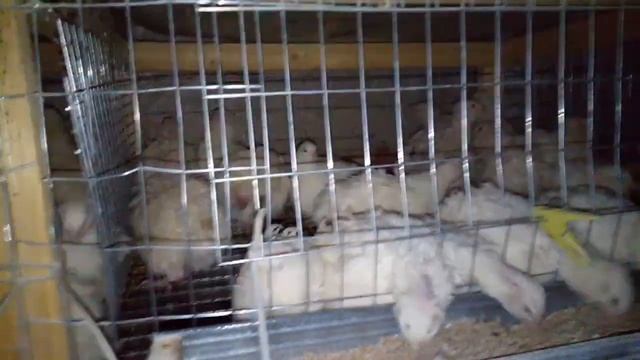 Как сформировать инкубационную семью у перепелов. смотреть онлайн