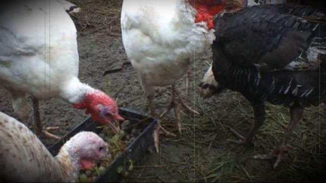 Сколько живут индюки в домашних условиях смотреть онлайн