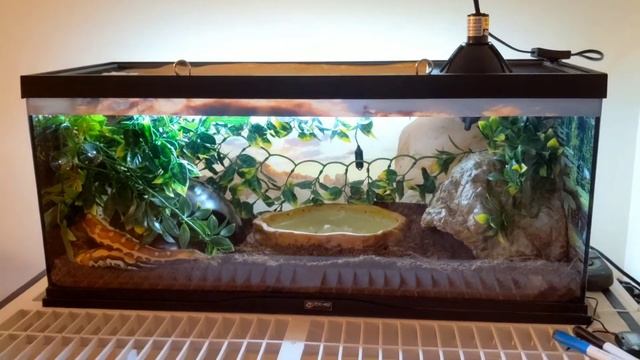 Year Old Blood Python Setup смотреть онлайн