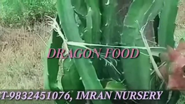 ALL KIND OF FOOD PLANTS || SHOW PLANT || FLOWER PLANT || IMRAN NURSERY || WEST BENGAL смотреть онлайн