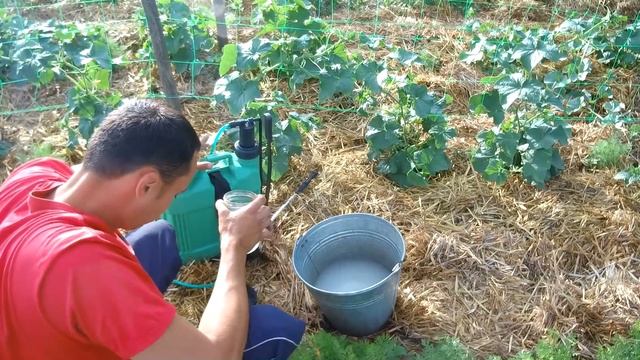 ХОЧЕШЬ МНОГО ОГУРЦОВ СРОЧНО СДЕЛАЙ ЭТУ ПОДКОРМКУ И ОБРАБОТКУ ОТ БОЛЕЗНЕЙ смотреть онлайн