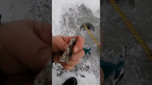 ножи 200мм на ледобур 130мм - Бурит как по маслу !!!