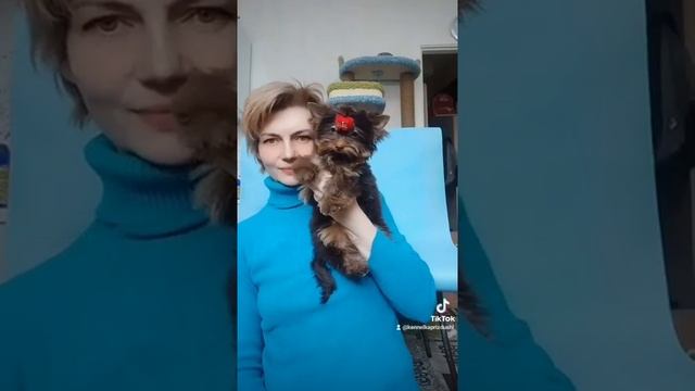 Мальчик шоколадного йорка (продажа) смотреть онлайн