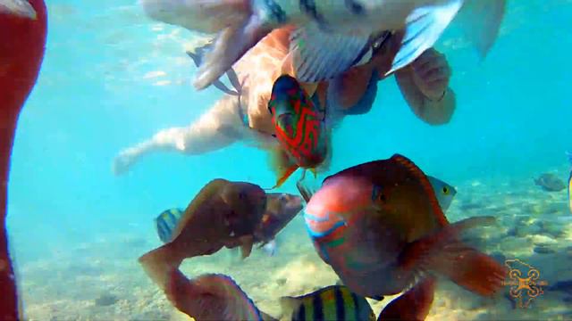 Приключения, Рыбки, Египет. Domina Coral Bay. Sharm El Sheikh. Egypt. смотреть онлайн