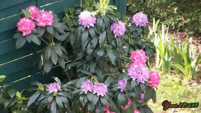 Fleurissement d'un Rhododendron.mpeg смотреть онлайн