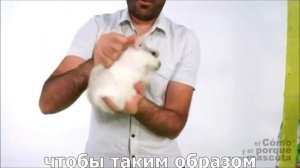 Кролики-как правильно держать кролика