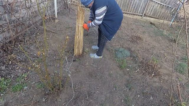 Хурма выжила после зимы? ч.5 Осмотр. смотреть онлайн