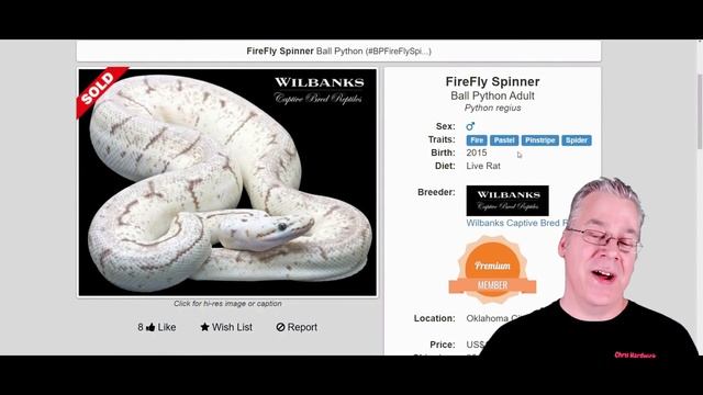 The 'Dragonfly' Ball Python смотреть онлайн