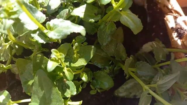 Диасция посадка в кашпо .3 способа размножить Диасцию.