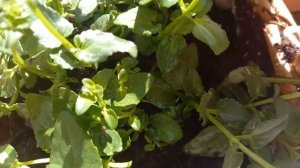 Диасция посадка в кашпо .3 способа  размножить Диасцию.