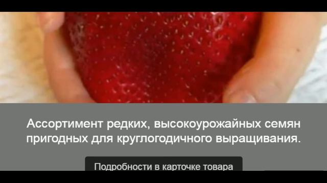 Гигантская клубника / торговая точка - Семяныч: смотреть онлайн