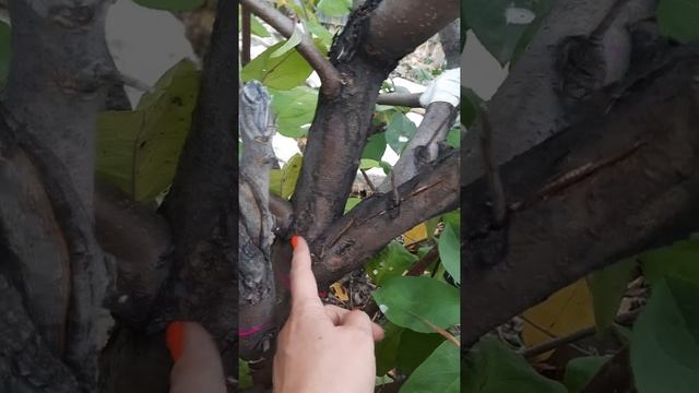 Обрезка дерева при проблемах со стволом смотреть онлайн