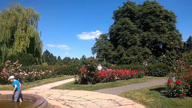 Розарий .Киевский Ботанический Сад SBC . смотреть онлайн