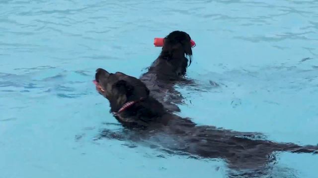 #LACOUNTYPARKS Pooches in the Pool смотреть онлайн