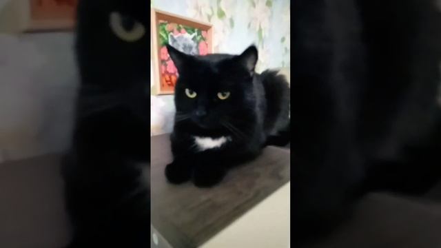 Черный Пончик. Саше. #говоримкрасиво #попробуйповтори