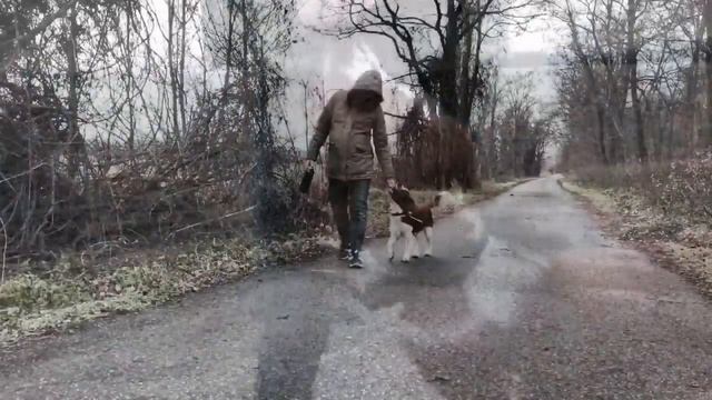 Arvin The Welsh Springer Spaniel