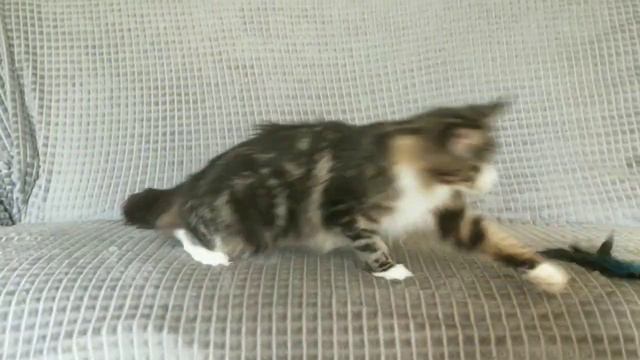 Кошечка мейн-кун ❤️#мейнкункрым#мейнкун#mainecoonkitten #kitten#кошечкамейнкун#кошка#животные#coon смотреть онлайн