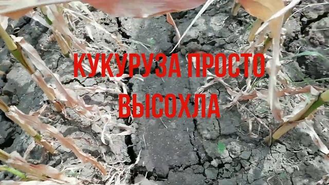 Жесточайшая засуха на Кубани. весь урожай сгорел. смотреть онлайн