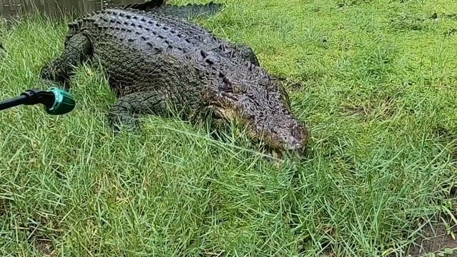 How to Brush a Monster Sized Crocodile's Teeth! смотреть онлайн