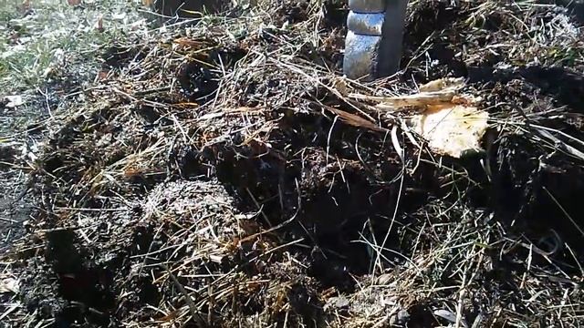 Укрытие на зиму стволов и корней саженцев груш и яблонь,подготовка плодовых деревьев к зимовке смотреть онлайн