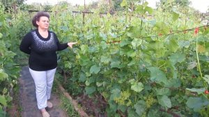 Как определить нагрузку виноградного куста? (Краса Дона, Сиреневый туман)