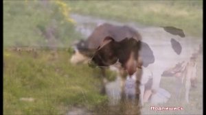 К чему снится КОРОВА (ТЕЛЕНОК) | СОННИК