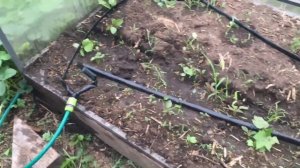 Капельный полив эконом вариант бюджетный с автоматическим таймером