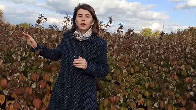 Уход за ремонтантной малиной осенью для 100% урожайности! смотреть онлайн