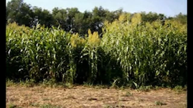 Селекция сорго