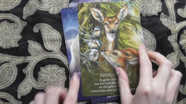 Spirit of the Animals Oracle Deck - Flip Through of Cards & one card reading смотреть онлайн