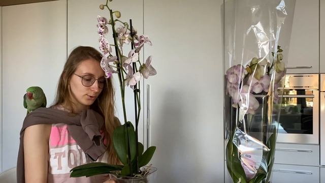 Новинки орхидей биглипов и фаленопсис Phal Venecia carnaval, phal Florida Sun смотреть онлайн