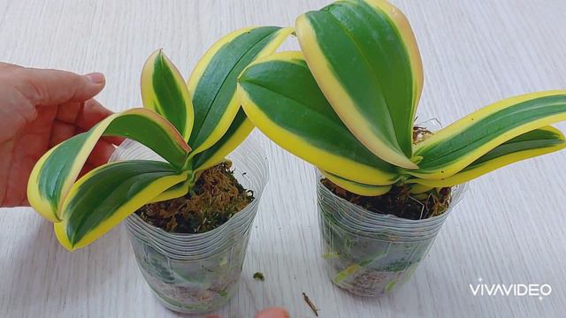 해그린 TV 님 강산난원 황금 호접란 언박싱과 금테 화분에 황금 호접란심기. Planting golden phalaenopsis in a flowerpot. смотреть онлайн