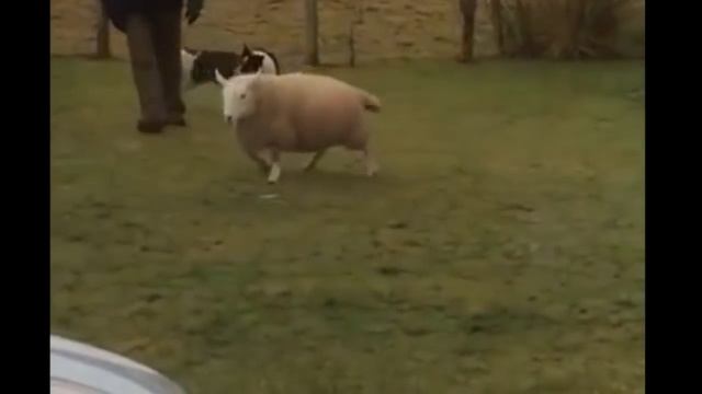 Овца выращенная собаками смотреть онлайн