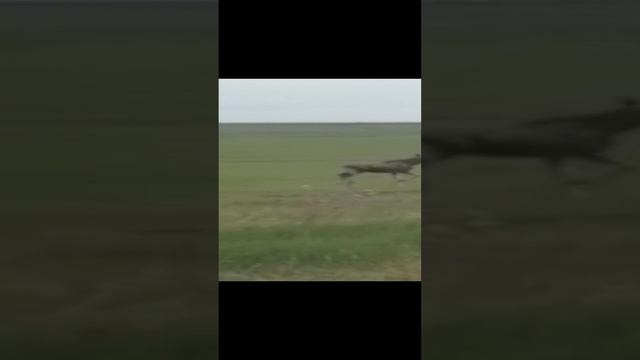 лось в Киквидзенском районе Волгоградская область.mp4