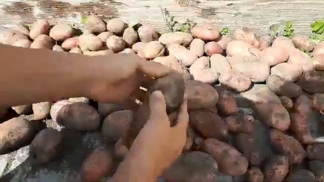 Отличный урожай Ред Скарлетт! смотреть онлайн