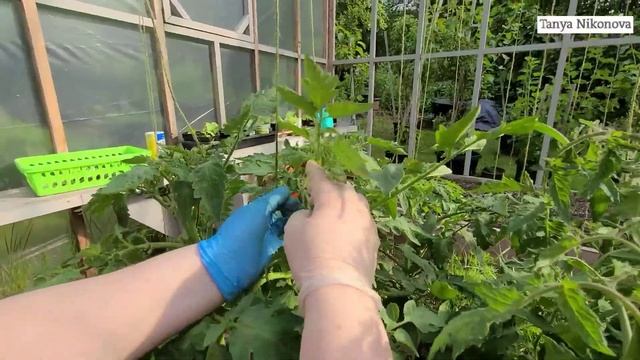 ДВОЙНАЯ МАКУШКА У СТЕБЛЯ ТОМАТА или РАЗДВОЕНИЕ МАКУШКИ / КАК ФОРМИРОВАТЬ СТЕБЕЛЬ С ДВОЙНОЙ МАКУШКОЙ смотреть онлайн