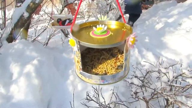 Акция "Покорми птиц 2018" смотреть онлайн