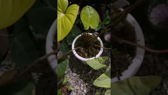 Homalomena rubescens varigata смотреть онлайн