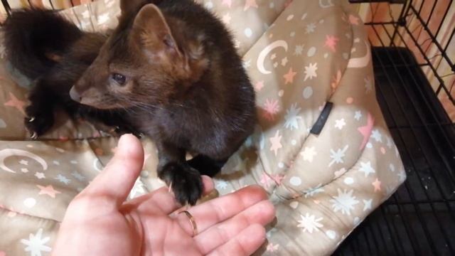 Ужин перед сном, домашний соболь Дика смотреть онлайн