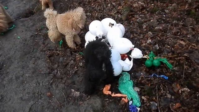 банда пуделей и воздушные шарики :) смотреть онлайн