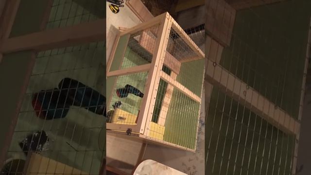 Делаем клетку для декоративного кролика смотреть онлайн