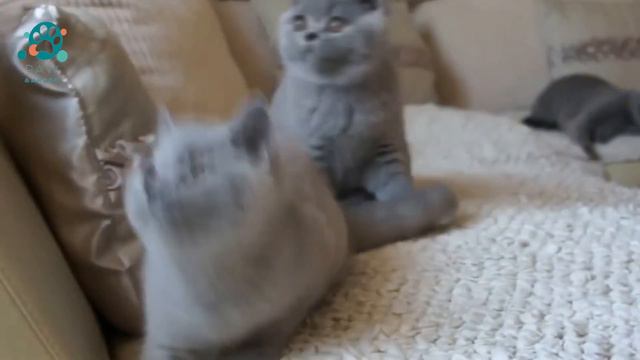 Unravelling the Mystery: Uncovering the Secret to "How Old is Your Cat?" смотреть онлайн