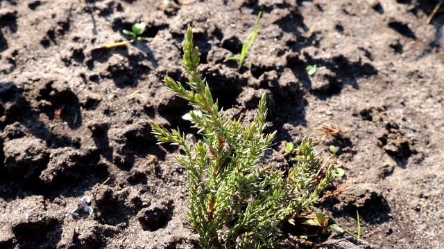 13 СОРТОВ КОМПАКТНЫХ МЕДЛЕННОРАСТУЩИХ МОЖЖЕВЕЛЬНИКОВ В МОЖЖЕВЕЛОВОМ САДУ 22.05.2023г. БЕЛАРУСЬ