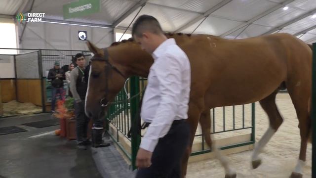 Состояние российского коневодства. Донская порода лошадей смотреть онлайн