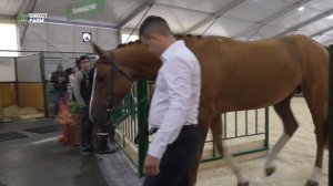 Состояние российского коневодства. Донская порода лошадей