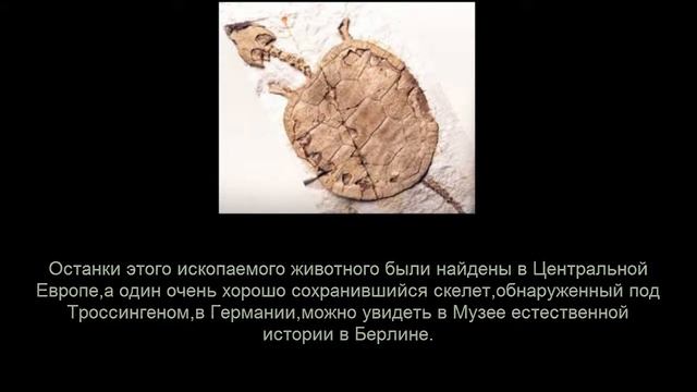 История вымерших животных(Триасохелис) смотреть онлайн