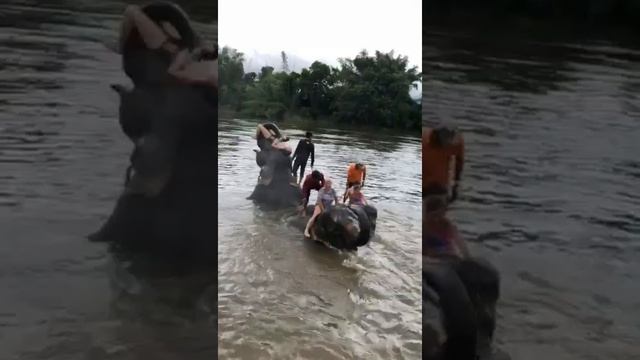 Купание со слонами на реке Квай смотреть онлайн
